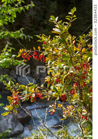 Bush with red barberry berries Bush with red barberry berries 82864433