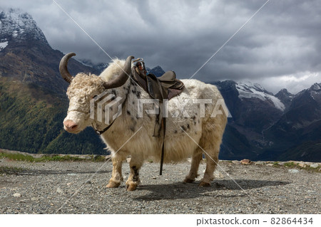 Yak on the background of the Caucasus mountains Yak on the background of the Caucasus mountains 82864434