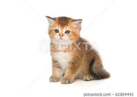 Small Scottish kitten of golden color 82864491