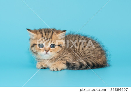 Scottish kitten sits on a blue background Scottish kitten sits on a blue background 82864497