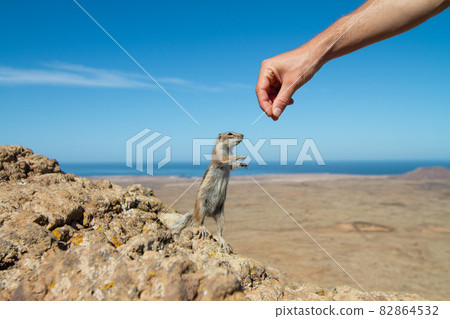 Human hand feeding a squirrel in dry rocky landscape Human hand feeding a squirrel in dry rocky landscape 82864532
