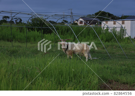 Goat Goat 82864556