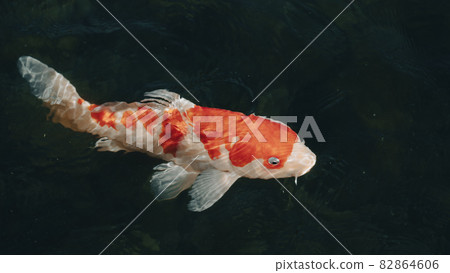 Red Nishikigoi swimming 82864606
