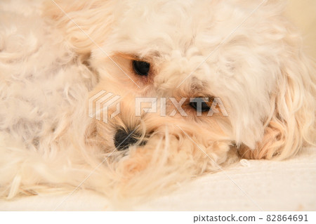 悲傷的 Maltipoo 82864691