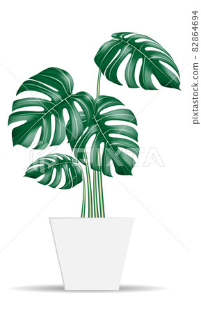 Monstera tropical plants realistic vector in white potted on isolated background for home or office interior 82864694