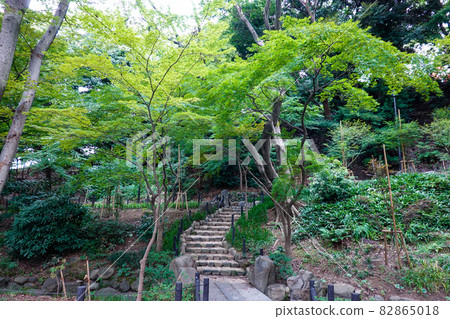 Tokyo Metropolitan Shiba Park "Maple Leaves Valley" directly under Tokyo Tower (Minato-ku, Tokyo) Tokyo Metropolitan Shiba Park "Maple Leaves Valley" directly under Tokyo Tower (Minato-ku, Tokyo) 82865018