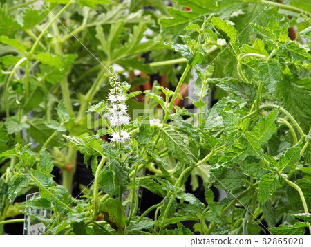 Strawberry Mint 82865020