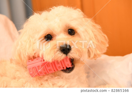 Maltipoo 帶捲發器 Maltipoo 帶捲發器 82865166