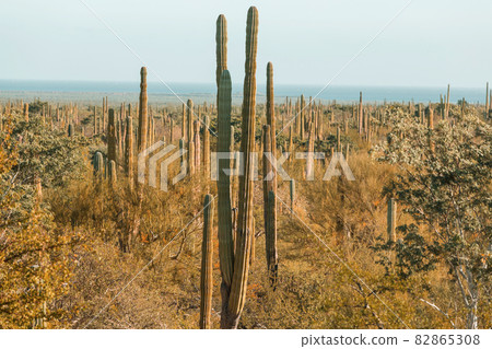 Cactus in Mexico 82865308