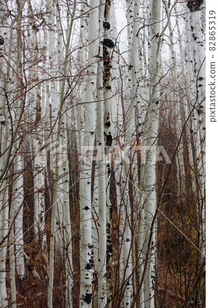 Autumn forest 82865319