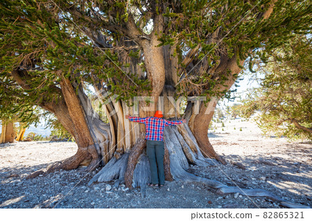 Ancient tree Ancient tree 82865321