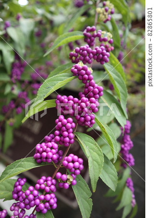Murasaki Shikibu (Murasaki Shikibu) fruit Murasaki Shikibu (Murasaki Shikibu) fruit 82865801