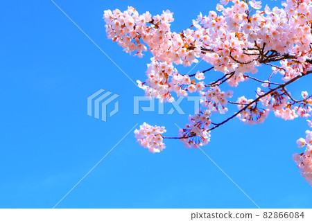 湛藍的天空和吉野櫻花樹 82866084