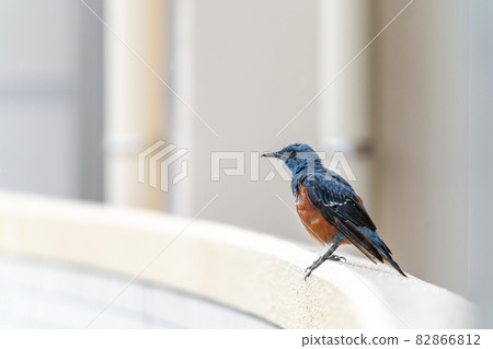 Blue rock thrush male condominium handrail rapidly increasing in Tokyo Chest, back, waist blue indigo Belly reddish brown Wings and tail are blackish Blue rock thrush male condominium handrail rapidly increasing in Tokyo Chest, back, waist blue indigo Belly reddish brown Wings and tail are blackish 82866812