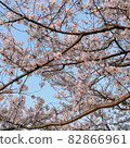 Cherry Blossoms	 82866961
