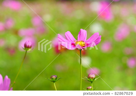 Cosmos field where Hanabira is young and begins to bloom Cosmos field where Hanabira is young and begins to bloom 82867029