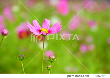Cosmos field where Hanabira is young and begins to bloom 82867030