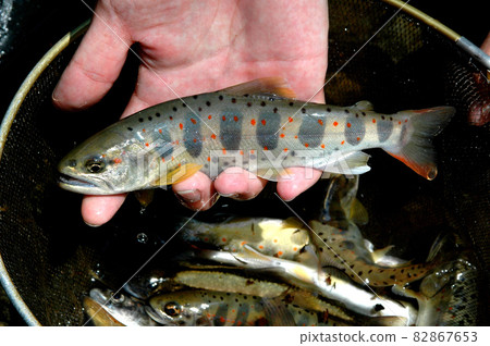 Beautiful Amago with permarks and red dots clearly highlighted 82867653