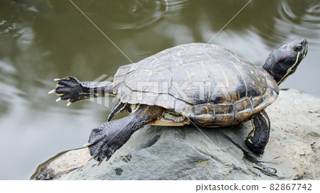 Dried turtle shell that stretches its hind legs 82867742