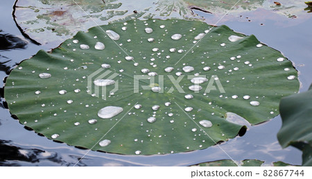 Lotus leaves and water drops Lotus leaves and water drops 82867744