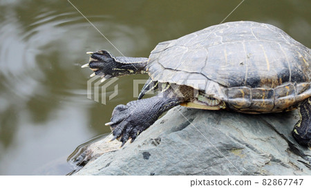 The soles of the turtle's feet that went ashore 82867747