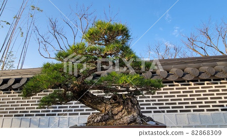 Pine tree 82868309