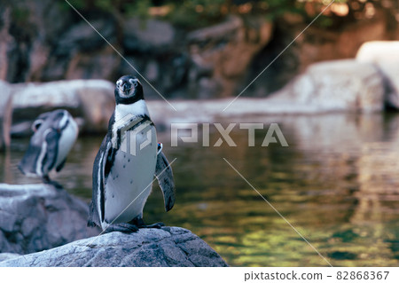 Image of first penguins Image of first penguins 82868367