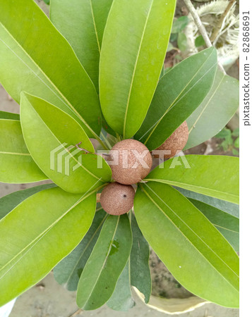 tasty and healthy sapodilla closeup on tree in farm tasty and healthy sapodilla closeup on tree in farm 82868691