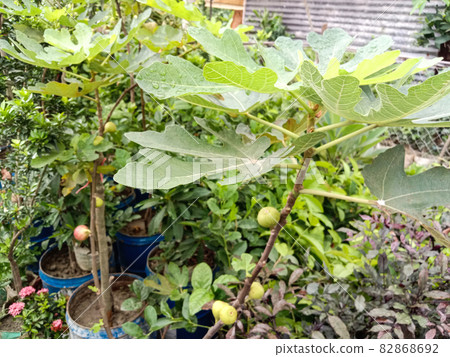tasty and healthy fig on tree in farm for harvest and farming 82868692