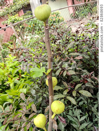 tasty and healthy fig on tree in farm for harvest and farming 82868693