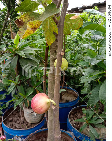 tasty and healthy fig on tree in farm for harvest and farming 82868694