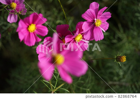 波斯菊花（淺粉色） 82868764