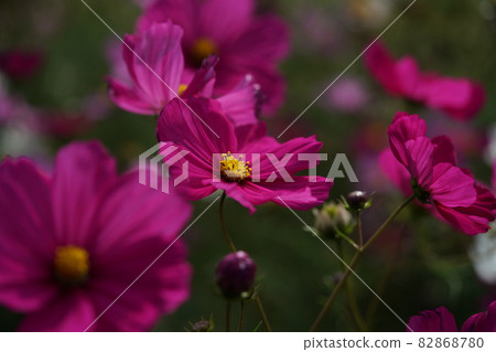 波斯菊花（淺紫色） 82868780