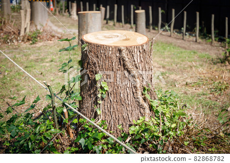 樹樁的形象 82868782
