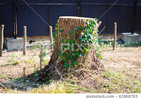 樹樁的形象 82868783