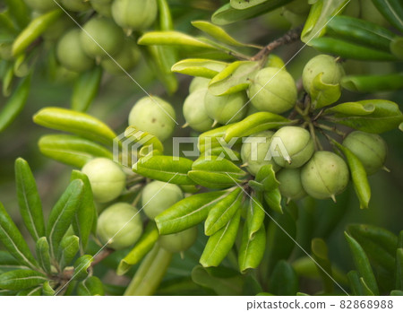 Tobera fruit Tobera fruit 82868988