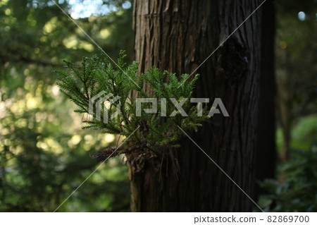 Sugi tree leaves 82869700