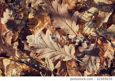 Fallen autumn leaves Fallen autumn leaves 82869830
