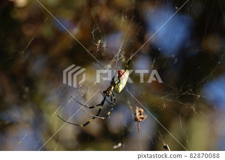 Jiro Spider 82870088