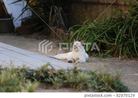 放鬆細白流浪貓 82870129