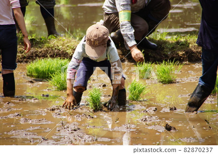 Children's rice planting 82870237