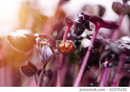 Homemade fresh organic microgreens. Micro green purple radish with sun glare close up 82870282