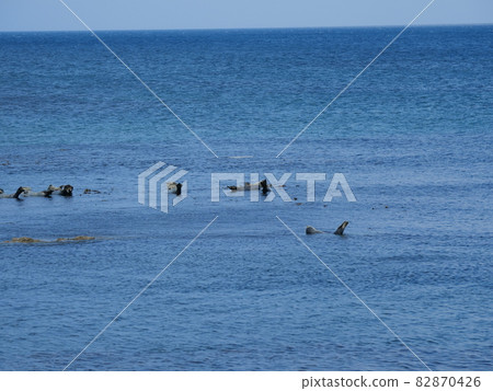 Sunbathing seal 82870426