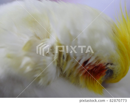Xuanfeng Xuanfeng 82870773