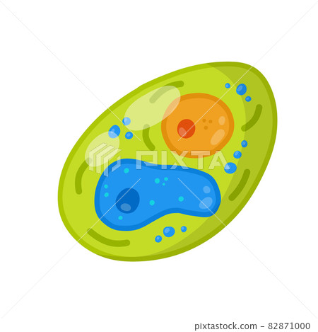 Green cell of the plant. Element of science and biology. 82871000