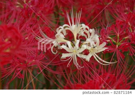 半田城堤上盛開的群孤挺花 82871184