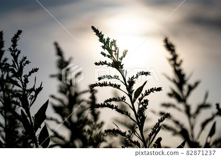 Setaka Awadachisou 82871237