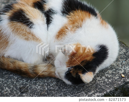 Cat, cat, ネコ Cat, cat, ネコ 82871573