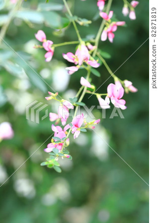 萩花有白色和洋紅色兩種 82871819