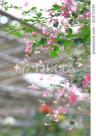 Autumn seven herbs Hagi flowers Autumn seven herbs Hagi flowers 82871930